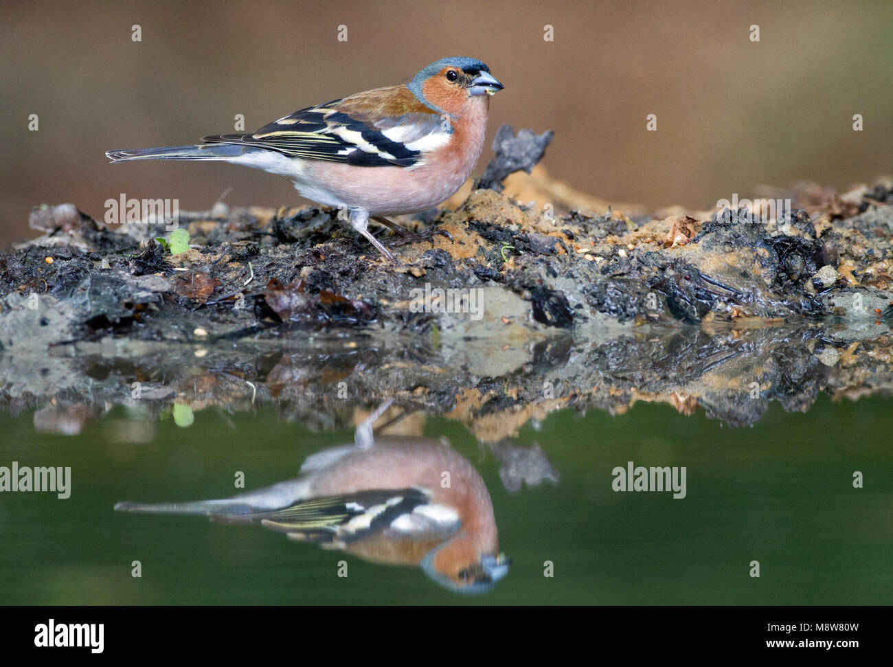 Vink foeragerend langs waterkant in het bos; Comune fringuello rovistando nei pressi di waterside in foresta Foto Stock