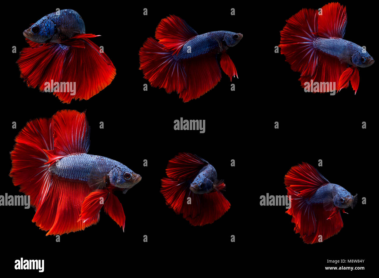 Siamese fighting fish,mezza luna rossa lunga coda(HMPK),Betta splendens isolati su sfondo nero. Foto Stock