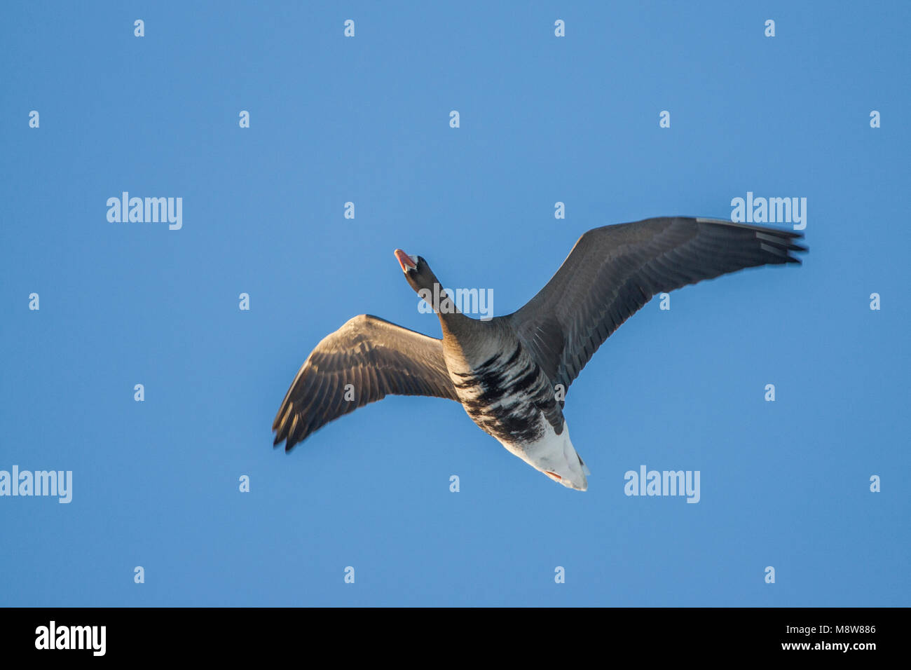 Kolgans vliegend; maggiore bianco-fronteggiata Goose battenti Foto Stock