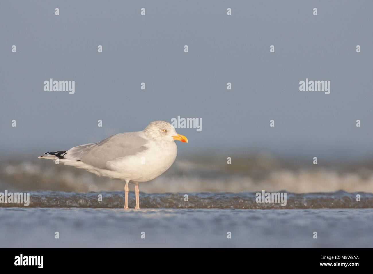 Zilvermeeuw staand in branding; Aringa Gabbiano in piedi di surf Foto Stock