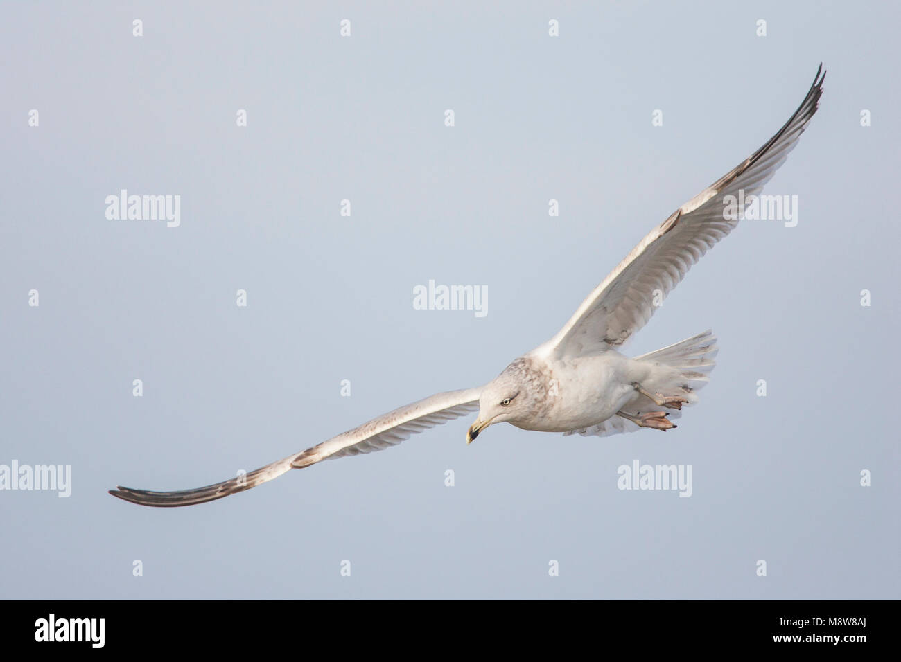 Zilvermeeuw vliegend; Aringa Gull battenti Foto Stock