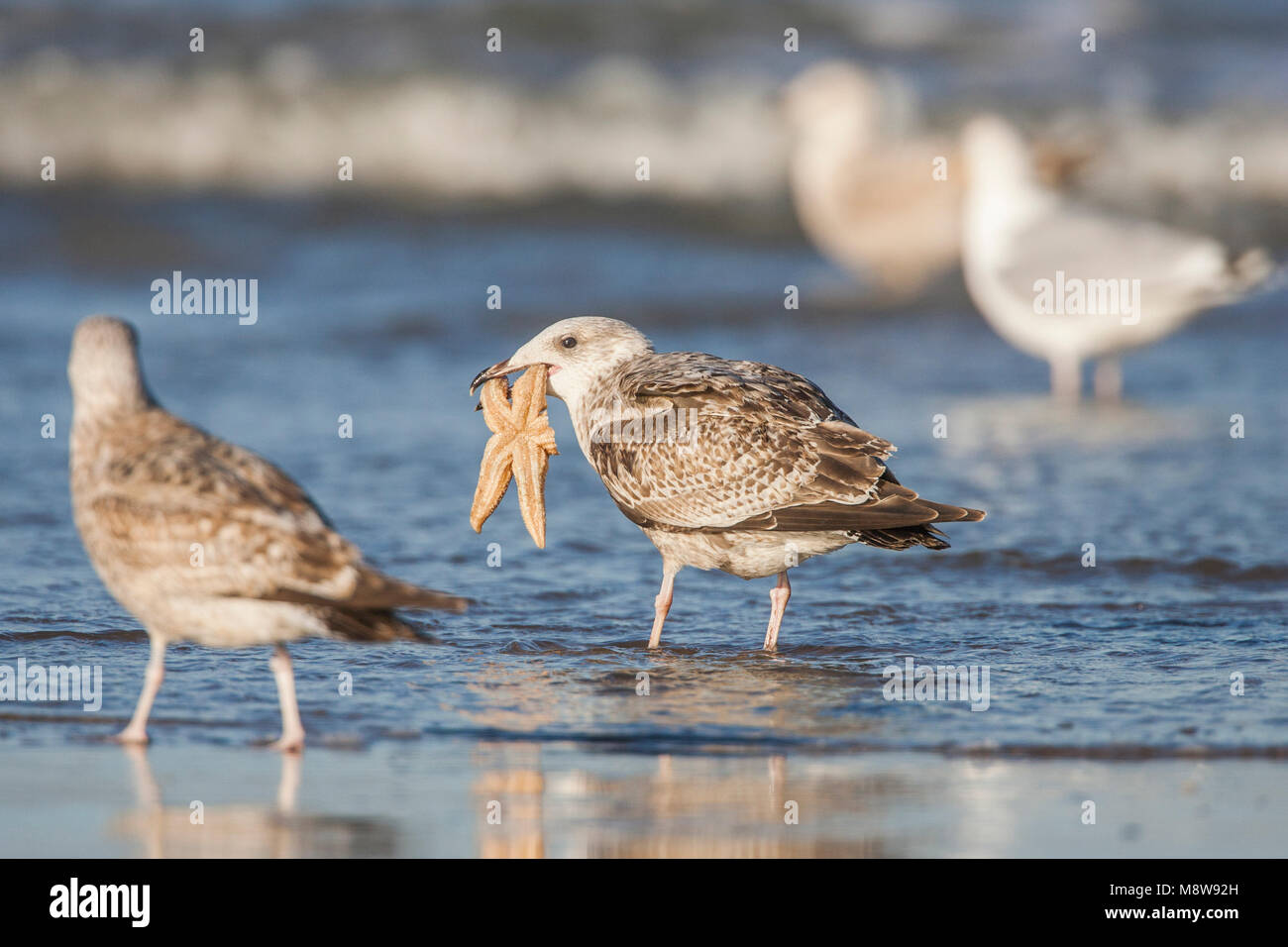 Zilvermeeuw staand op het strand met Zeester-oostburg in bek; Aringa Gull davanti alla spiaggia con stelle marine nel becco Foto Stock