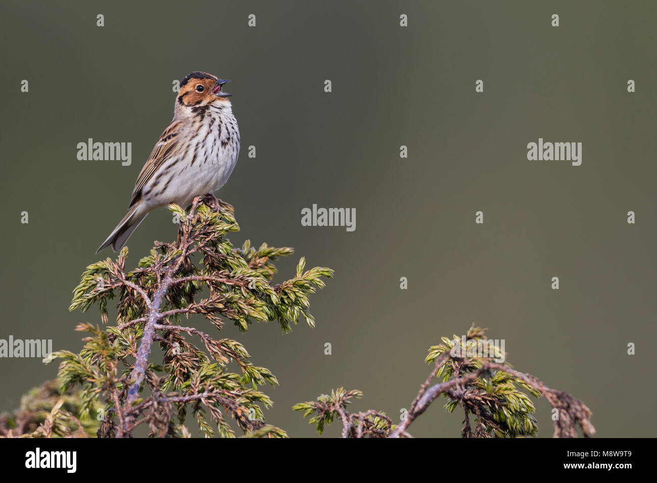 Poco Buntint - Zwergammer - Emberiza pusilla, Russia Foto Stock