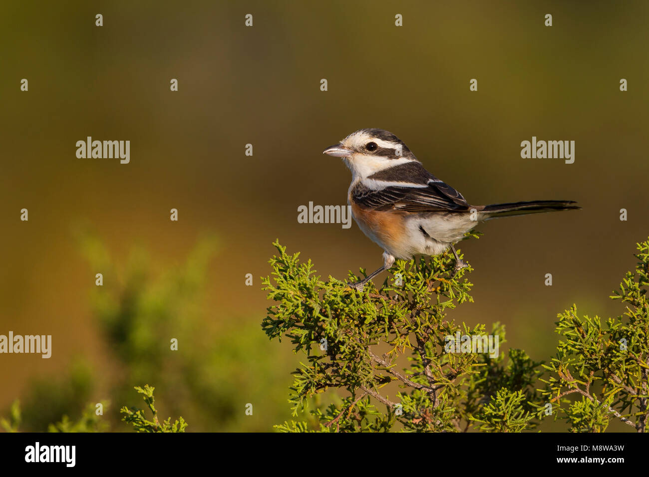 Masked Shrike - Maskenwürger - Lanius nubicus, Cipro, femmina adulta Foto Stock