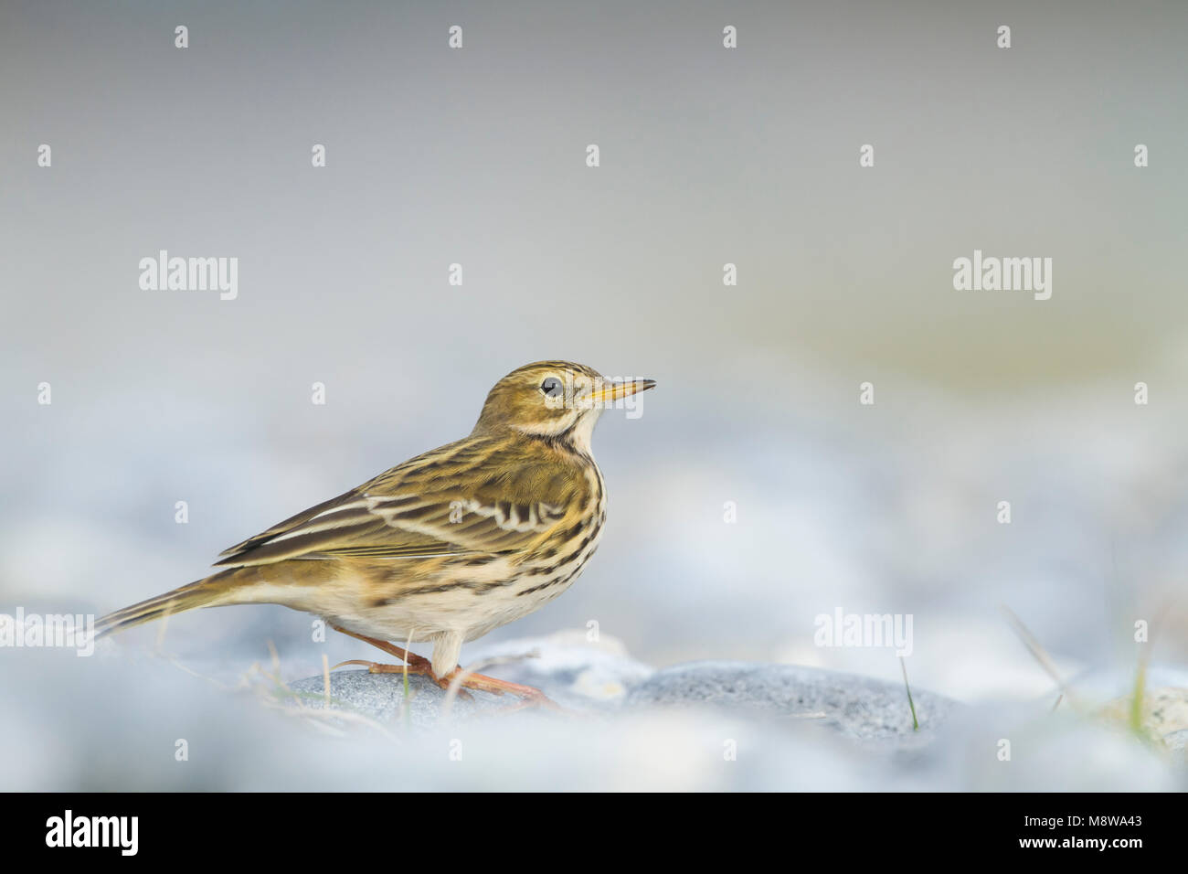 Meadow Pipit - Wiesenpieper - Anthus pratensis ssp. pratensis, Germania Foto Stock