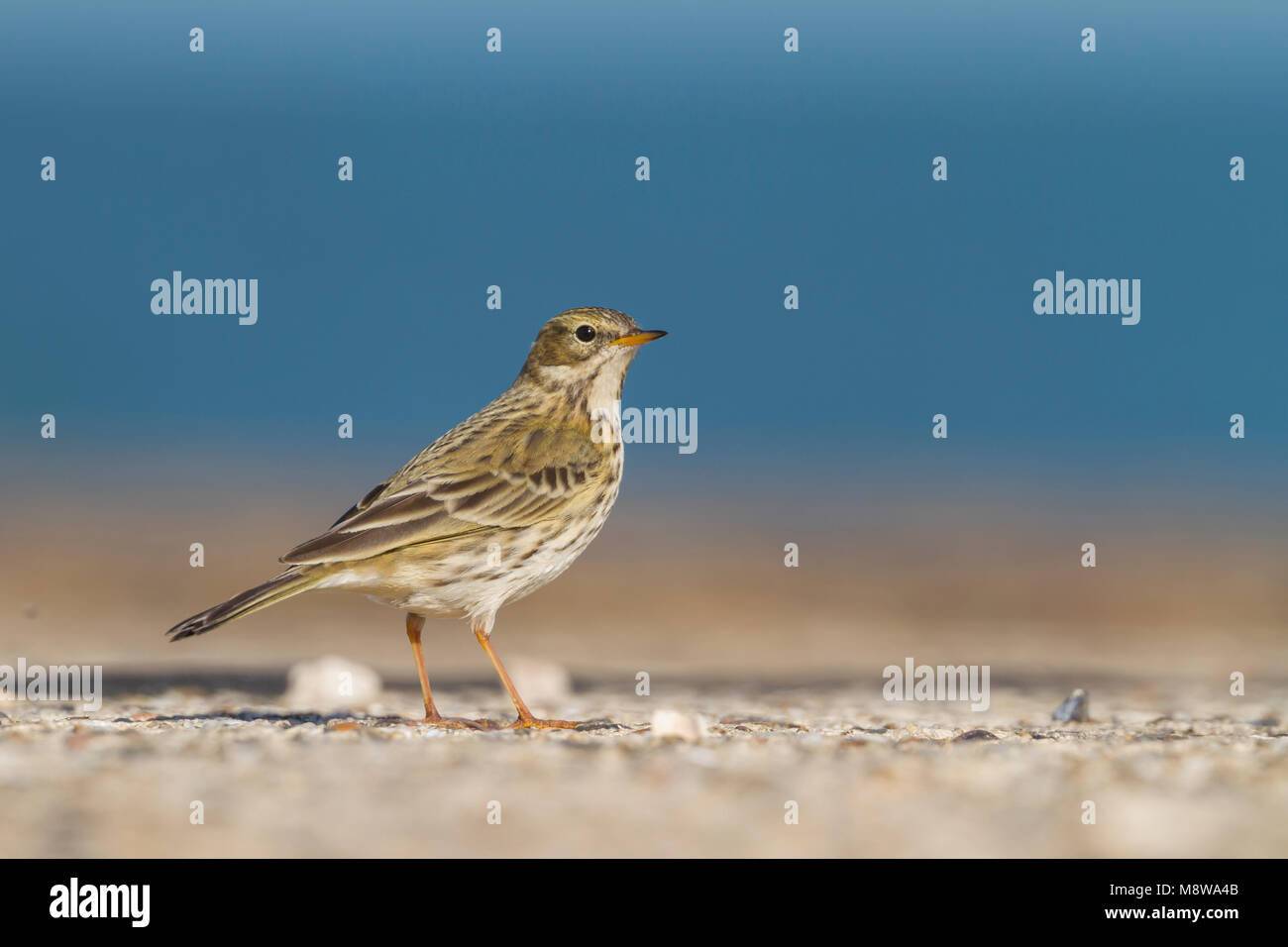 Meadow Pipit - Wiesenpieper - Anthus pratensis ssp. pratensis, Germania Foto Stock