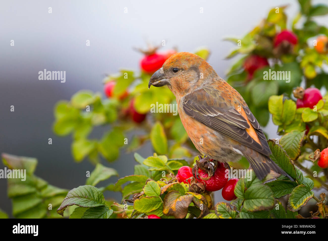 Parrot Crossbill - Kiefernkreuzschnabel - Loxia pytyopsittacus, Germania maschio Foto Stock