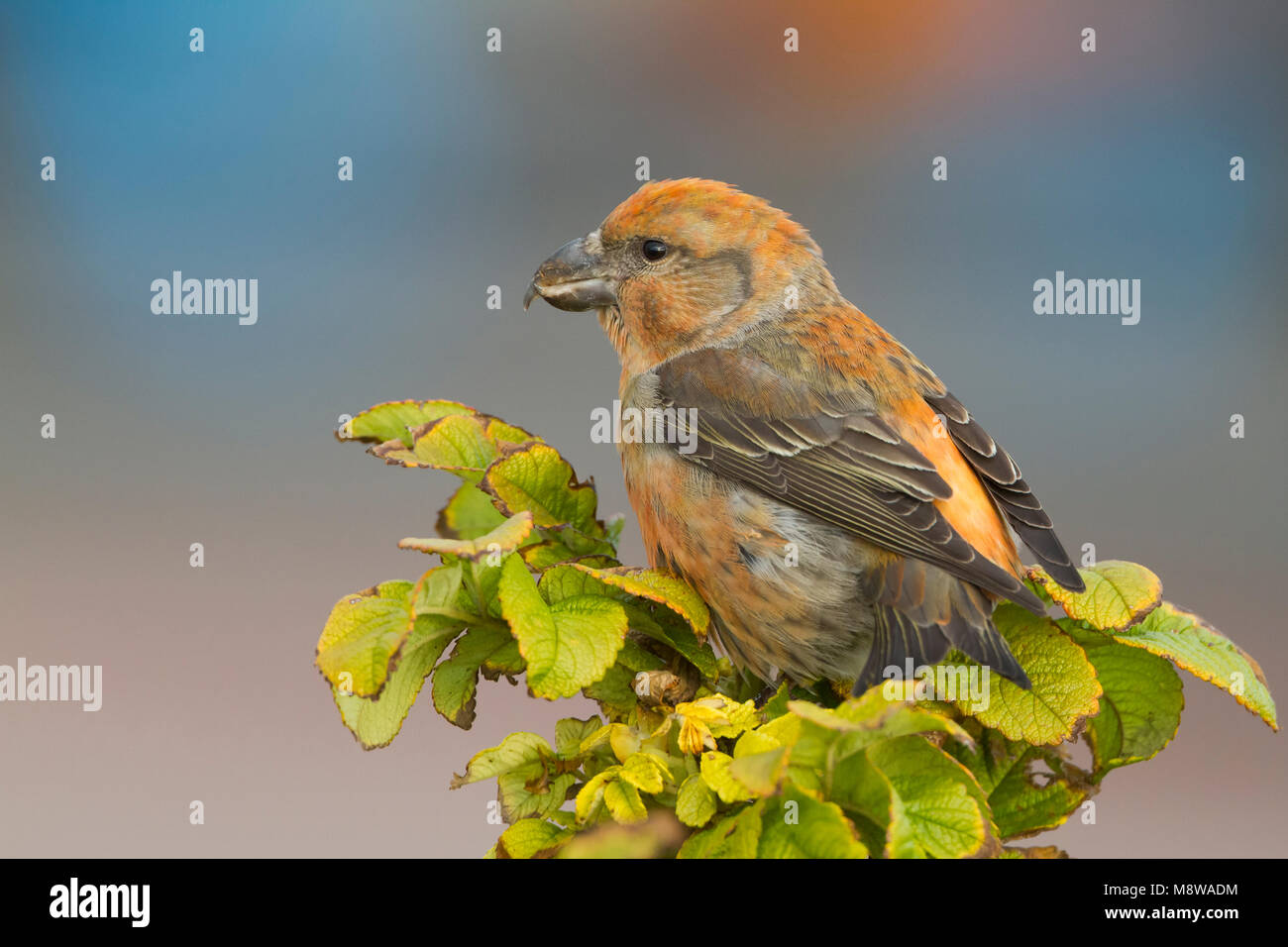 Parrot Crossbill - Kiefernkreuzschnabel - Loxia pytyopsittacus, Germania maschio Foto Stock