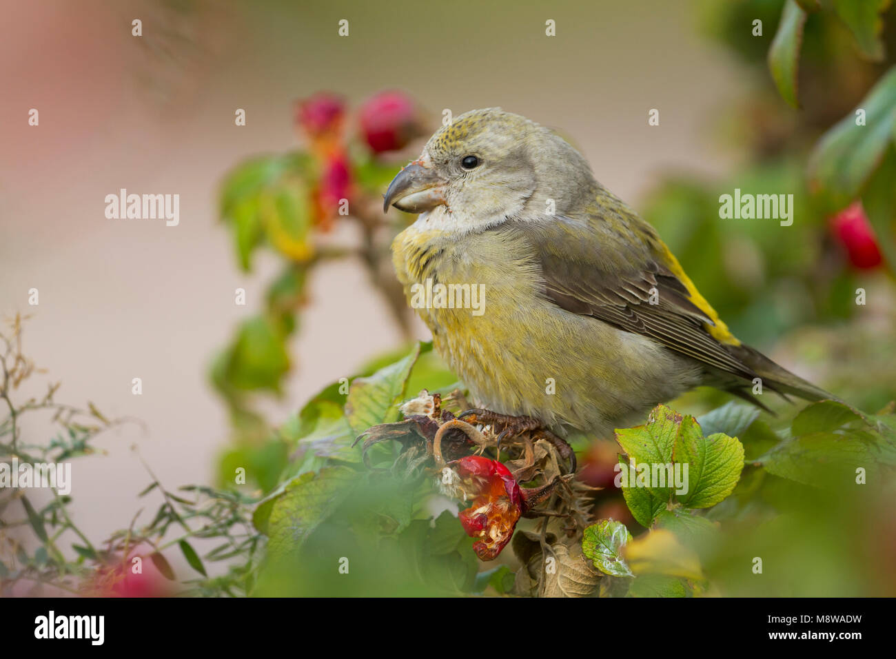 Parrot Crossbill - Kiefernkreuzschnabel - Loxia pytyopsittacus, Germania. femmina Foto Stock