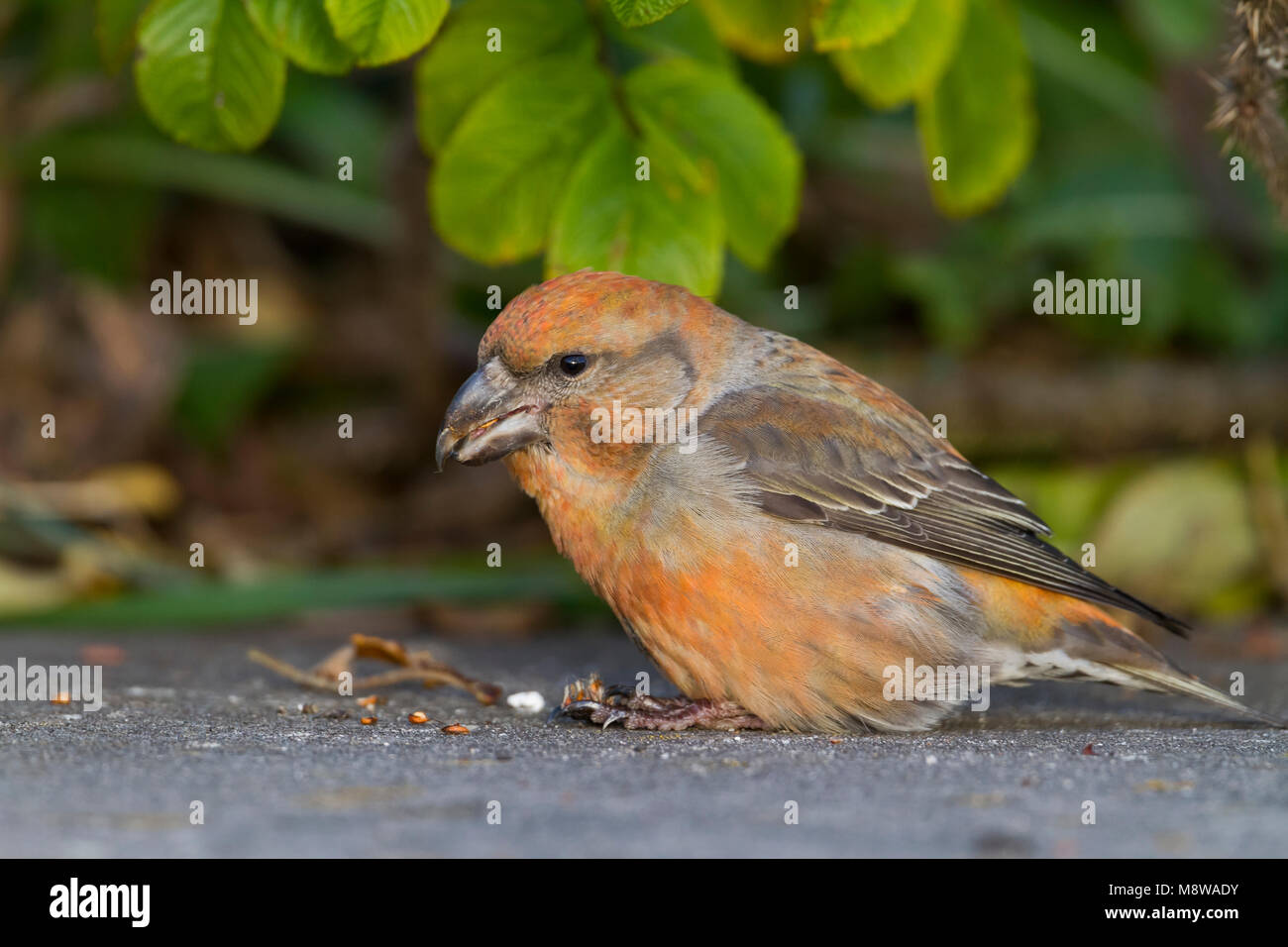 Parrot Crossbill - Kiefernkreuzschnabel - Loxia pytyopsittacus, Germania maschio Foto Stock