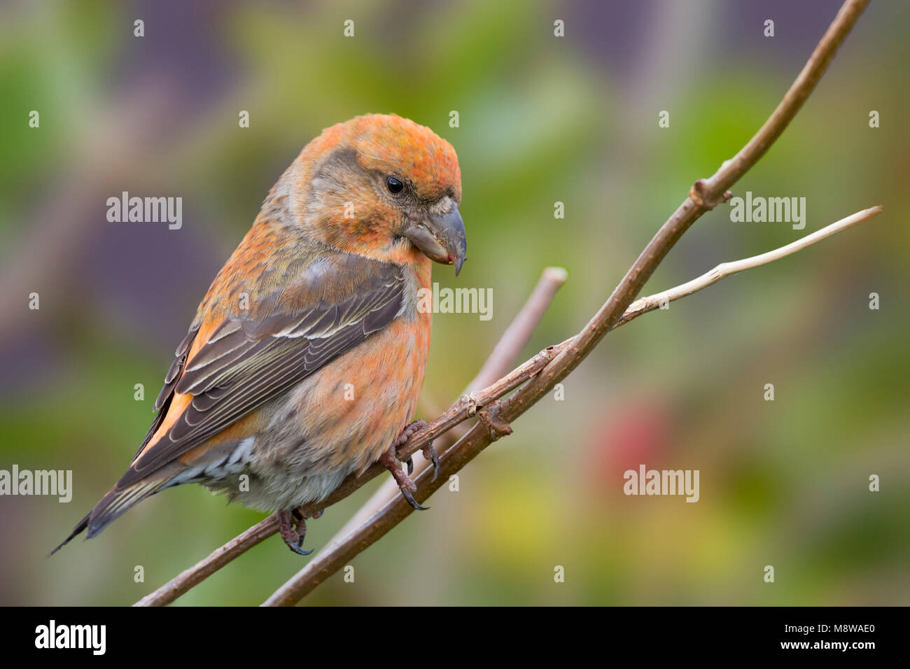 Parrot Crossbill - Kiefernkreuzschnabel - Loxia pytyopsittacus, Germania maschio Foto Stock