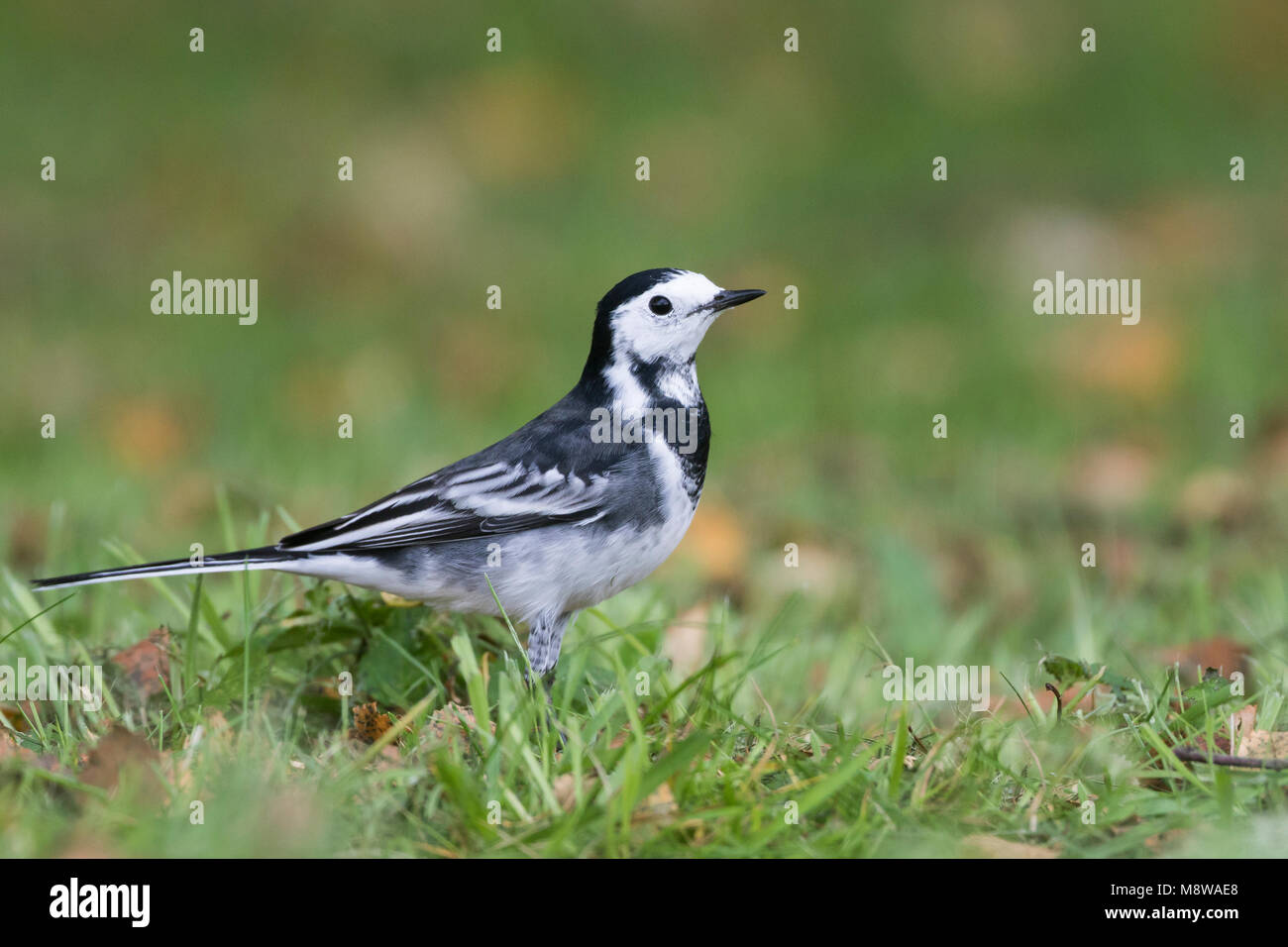 Rouwkwikstaart, Pied Wagtail, (Motacilla alba) yarelli, Gran Bretagna Foto Stock