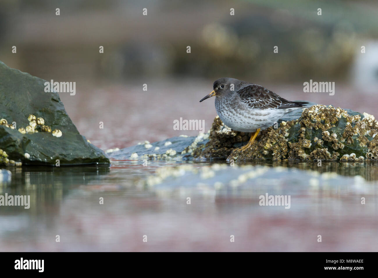 Paarse Strandloper, Viola Sandpiper, Calidris maritima, Norvegia, seconda cy Foto Stock