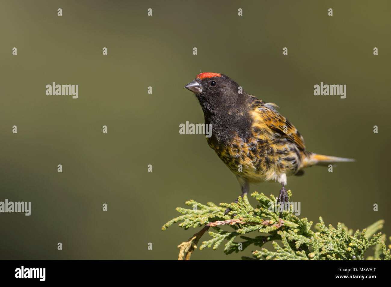 Rosso fiammante Serin - Rotstirngirlitz - Serinus pusillus: Kirghizistan Foto Stock