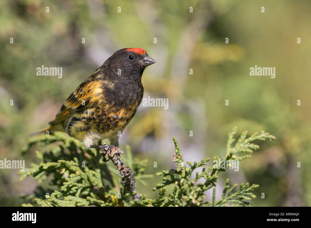 Rosso fiammante Serin - Rotstirngirlitz - Serinus pusillus: Kirghizistan Foto Stock