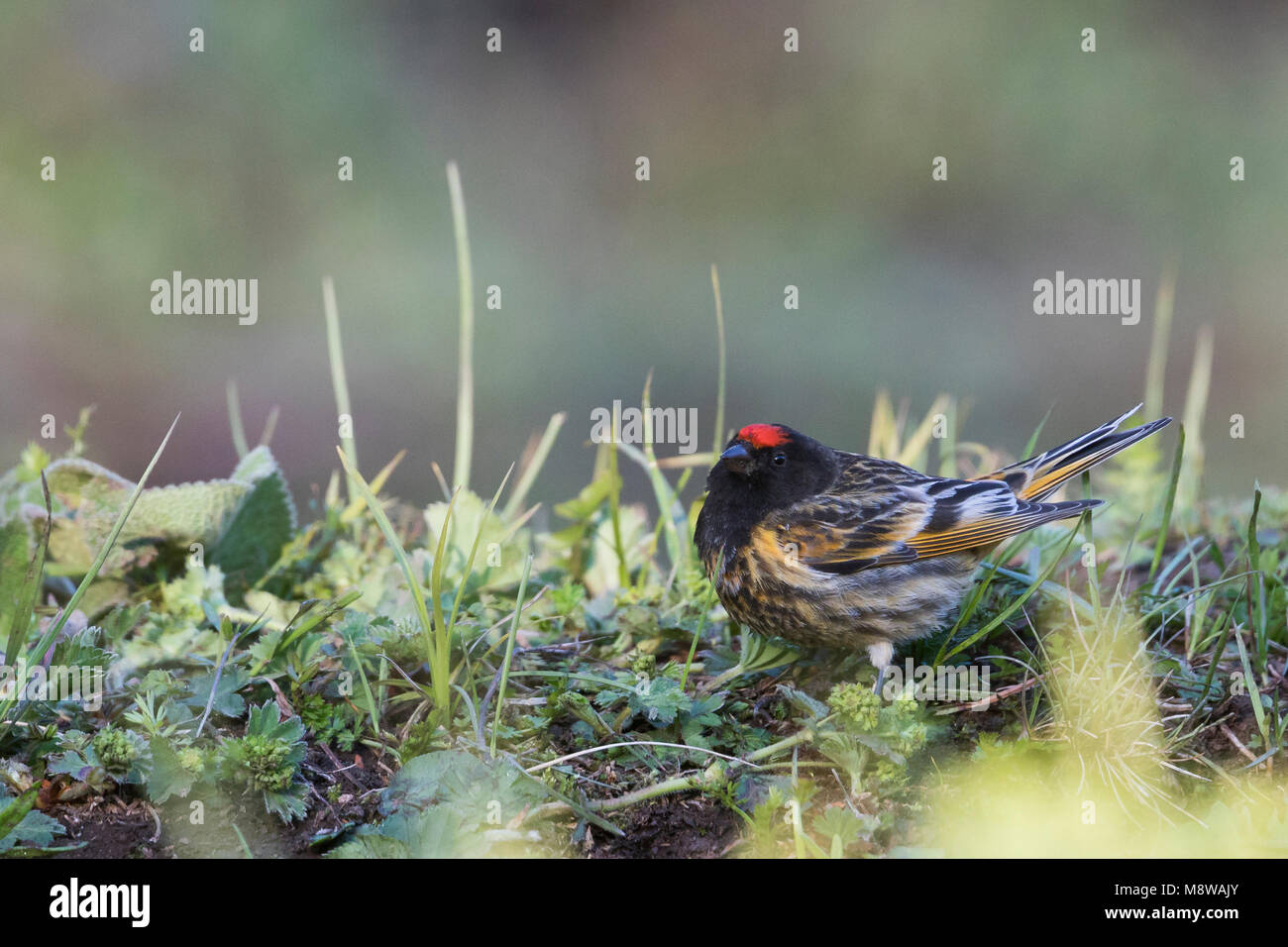 Rosso fiammante Serin - Rotstirngirlitz - Serinus pusillus: Kirghizistan Foto Stock