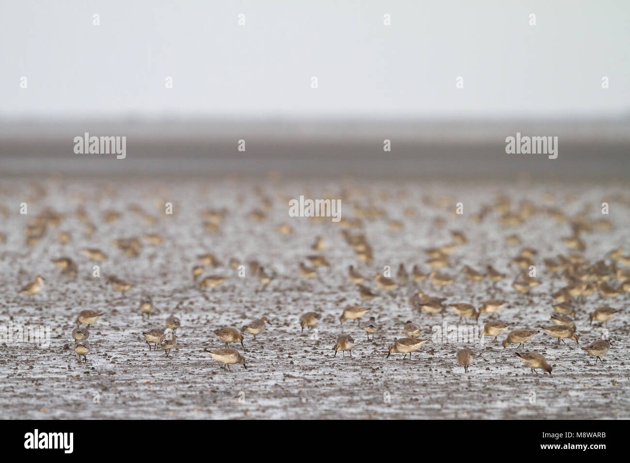 Groep Kanoeten in de Waddenzee; Gregge di Red nodi (Calidris canutus) in Tedesco il Wadden Sea Foto Stock