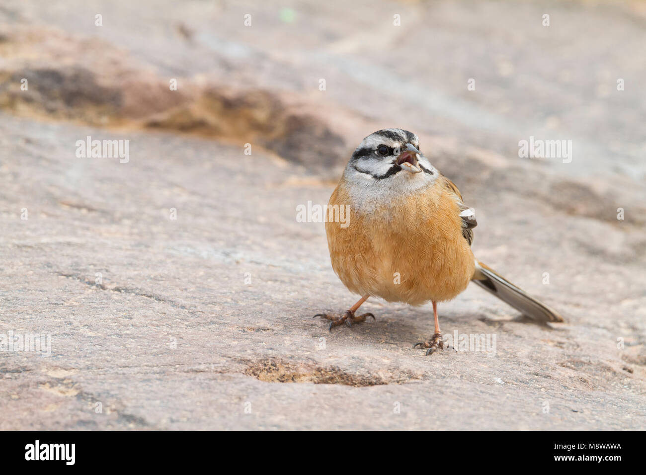 Rock Bunting -Zippammer - Emberiza cia ssp. cia, Marocco, maschio adulto Foto Stock