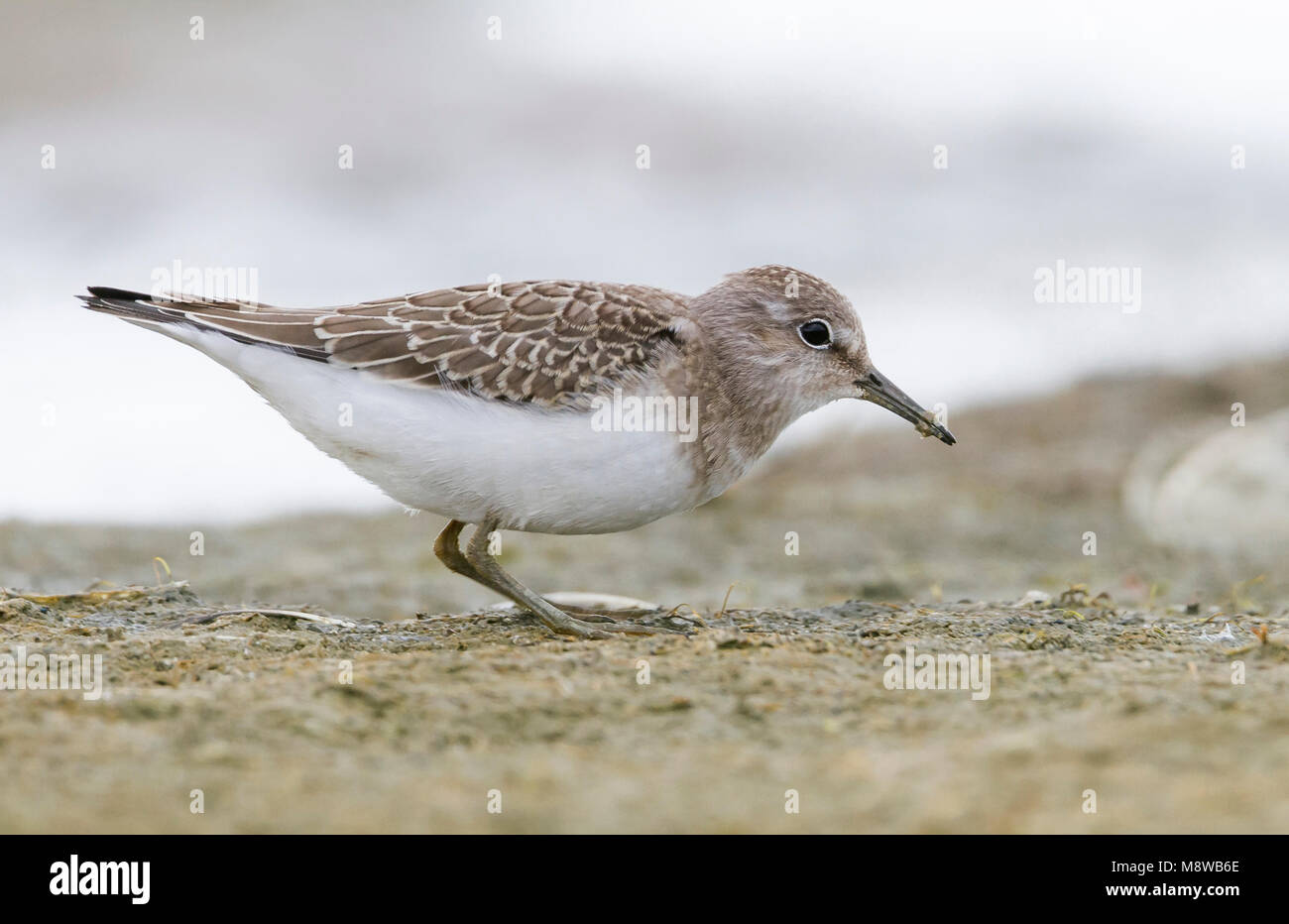 Di Temminck stint - Temminckstrandläufer - Calidris temminckii, Germania, 1cy Foto Stock