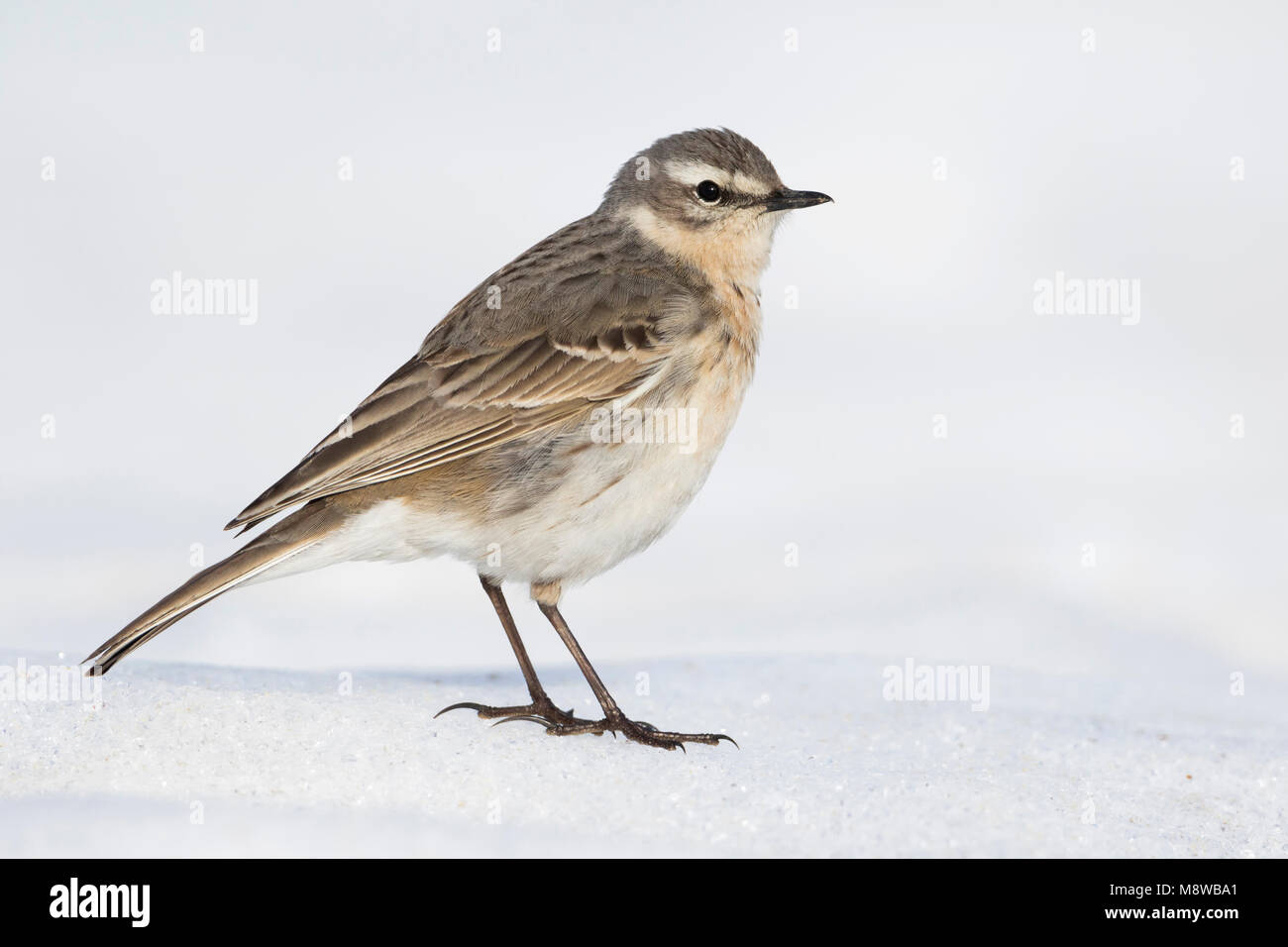 Acqua - Pipit Bergpieper - Anthus spinoletta ssp. spinoletta, Germania, per adulti Foto Stock