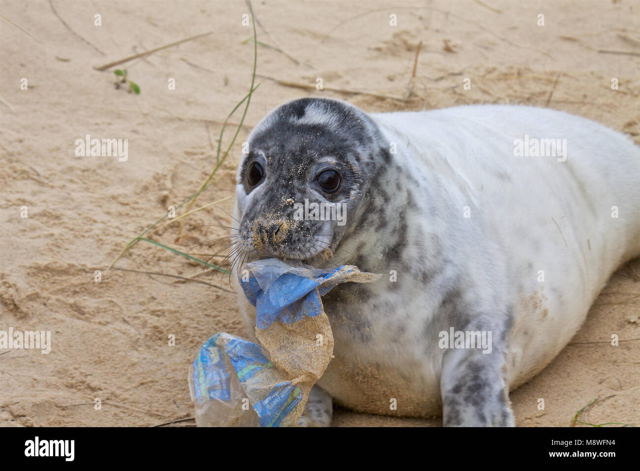 Guarnizione grigio pup, Halichoerus grypus, con rifiuti, sulle spiagge di riproduzione a Horsey, Norfolk, Regno Unito. Foto Stock