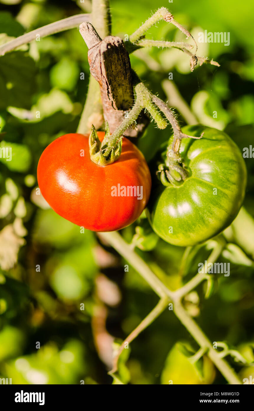 Verdure, rosso e i pomodori verdi su una boccola con un bastone di legno - prop Foto Stock