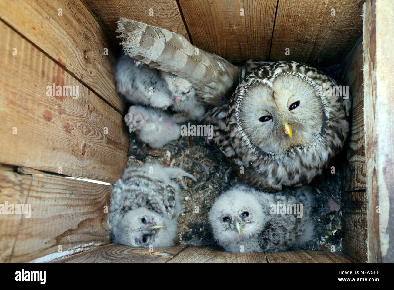 Oeraluil wijfje op het nest incontrato kuikens, Ural Owl femmina sul nido con pulcini Foto Stock