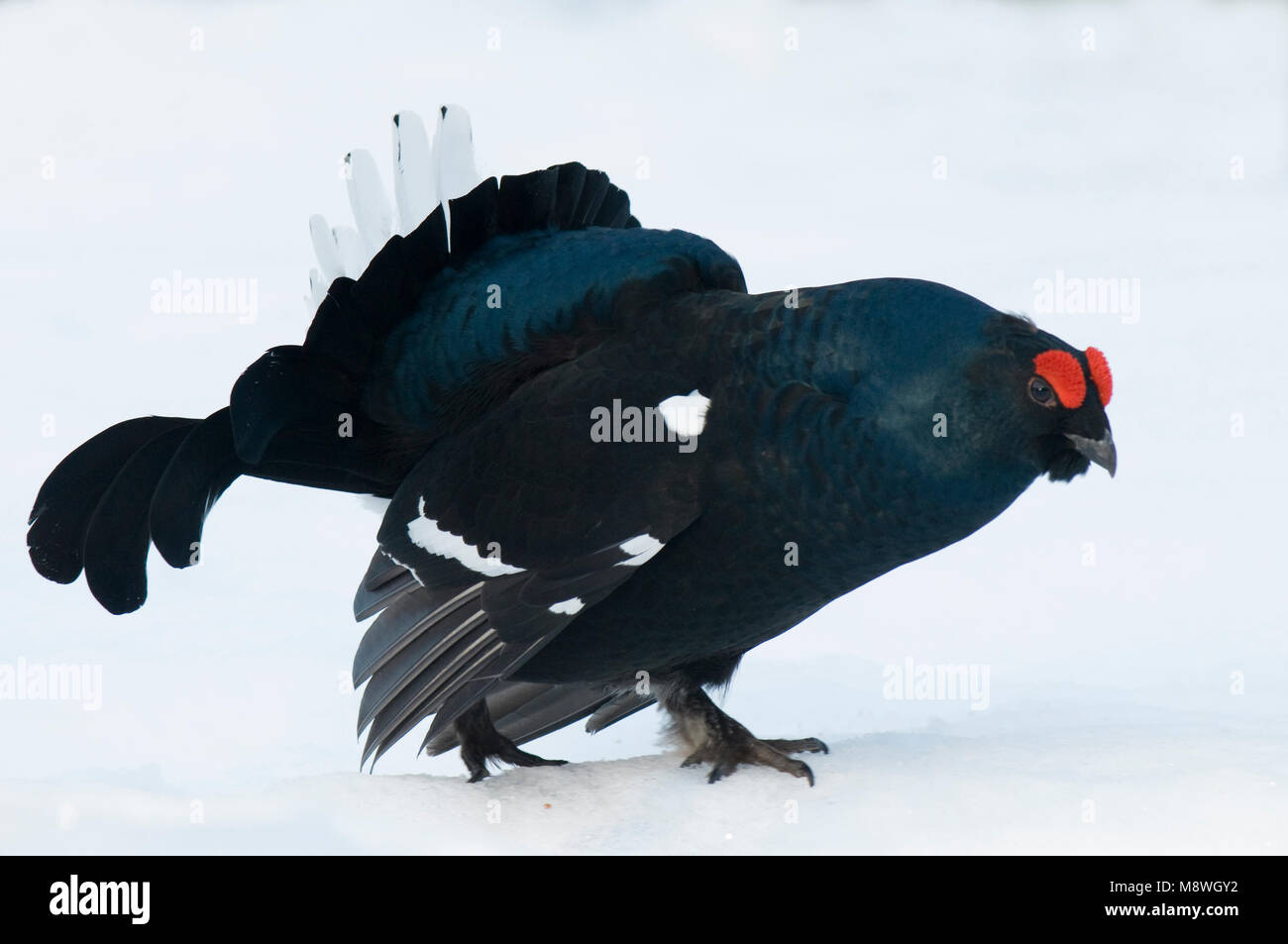 Gallo forcello lekking maschio nella neve; Korhoen uomo baltsend in de sneeuw Foto Stock