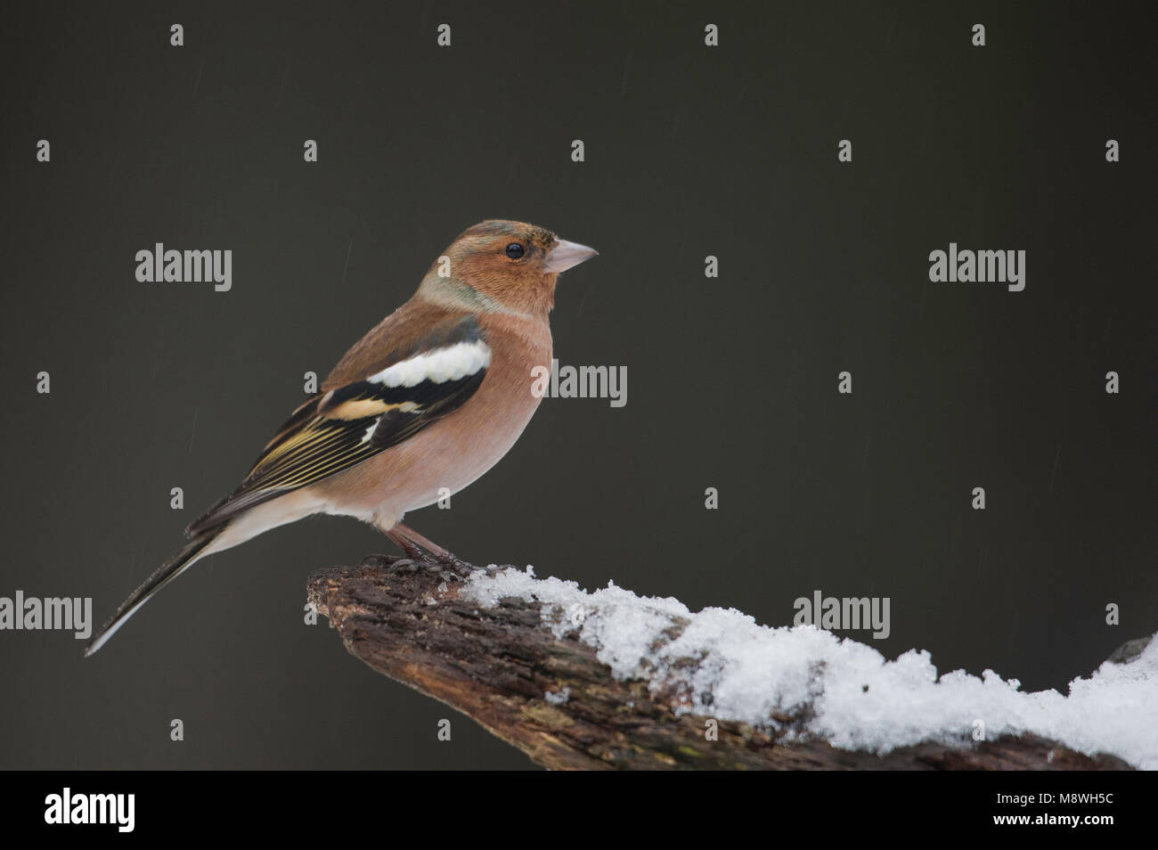 Mannetje Vink in de winter; maschio fringuello comune in inverno Foto Stock