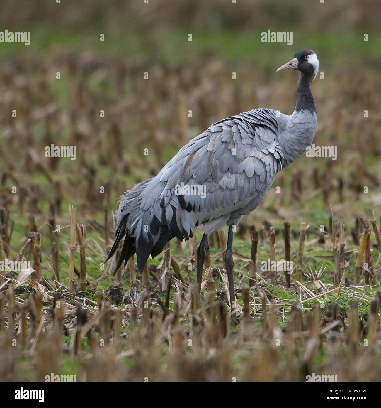 Kraanvogel staand nel veld; Comune gru in piedi in campo Foto Stock