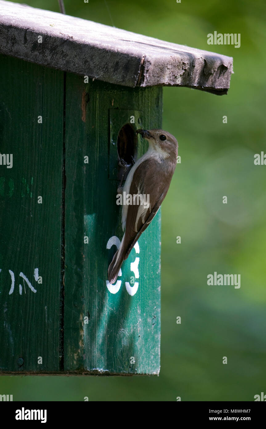 Bonte vliegenvanger incontrato paesi del continente bij nestkast; Pied Flycatcher con cibo a nestbox Foto Stock