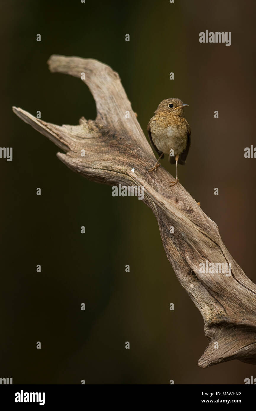 Roodborst jong zittend Europeo di Robin capretti appollaiato Foto Stock