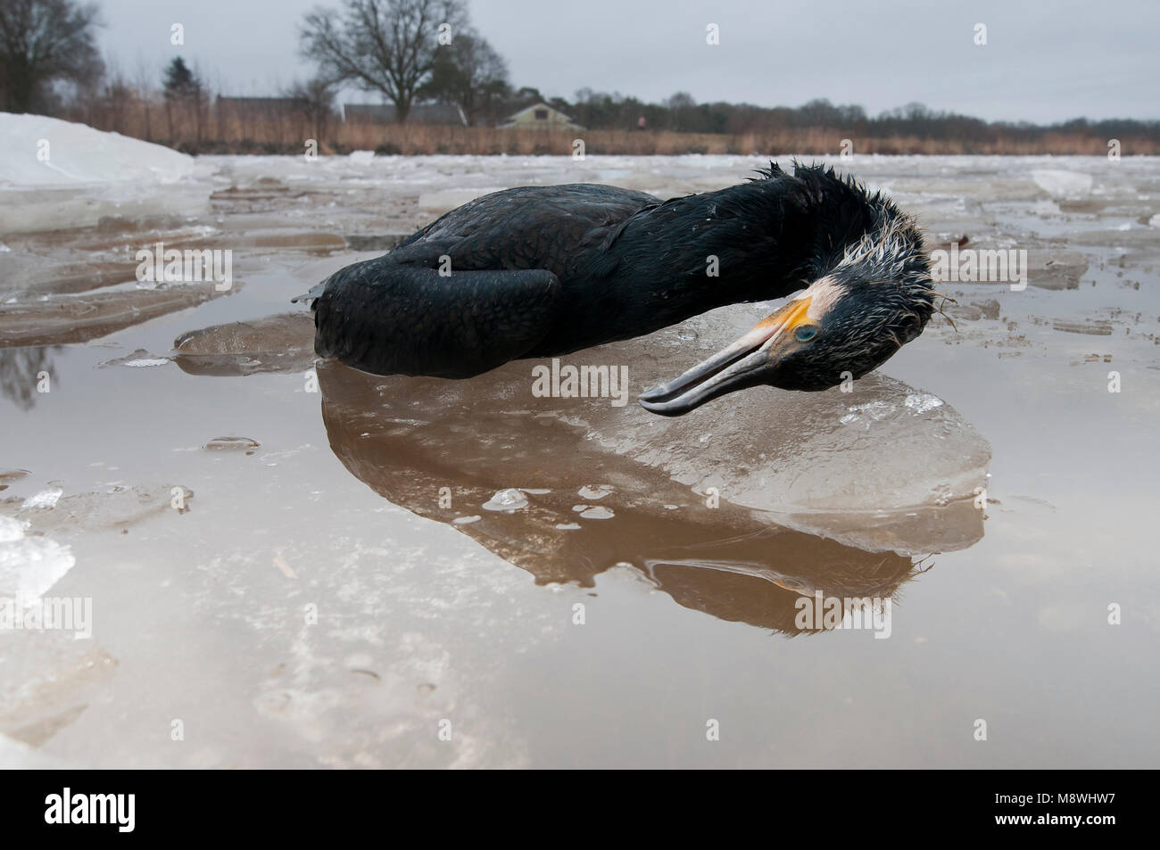 Aalscholver dood op het ijs; cormorani morti sul ghiaccio Foto Stock