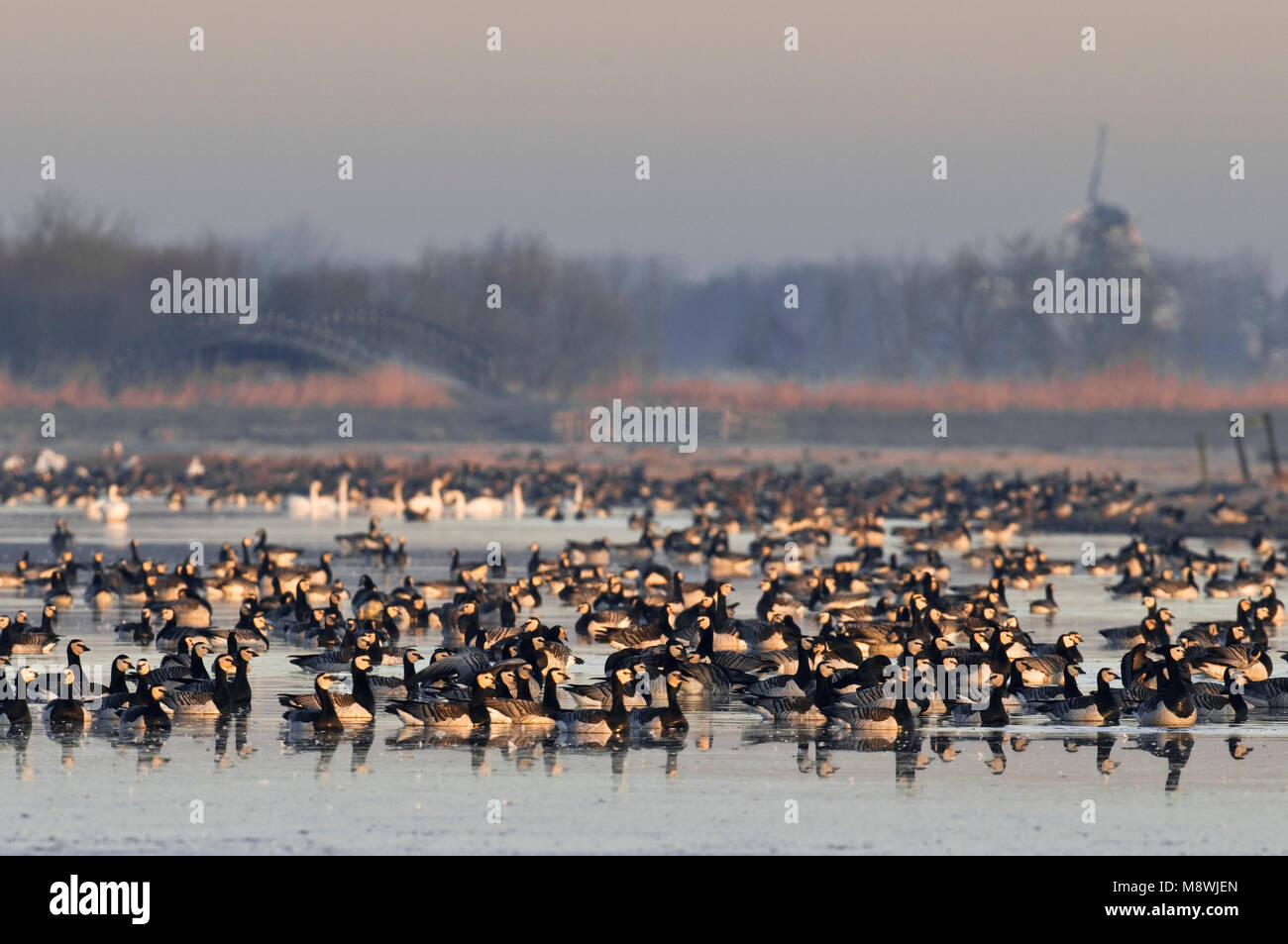 Groep Brandganzen in de polder; Gruppo di Oche facciabianca in polder Foto Stock