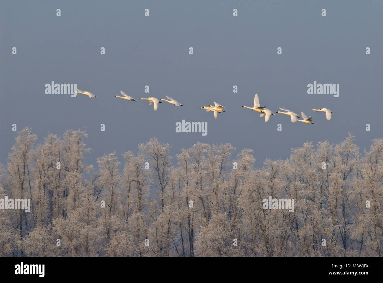 Overwinterende Kleine Zwanen; svernamento Bewick's cigni Foto Stock