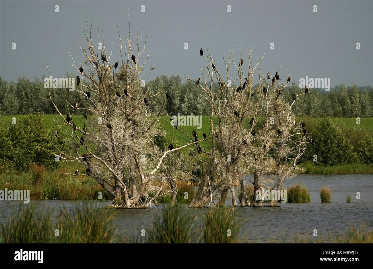 Aalscholvers zittend nel braccio; cormorani arroccato nella struttura ad albero Foto Stock