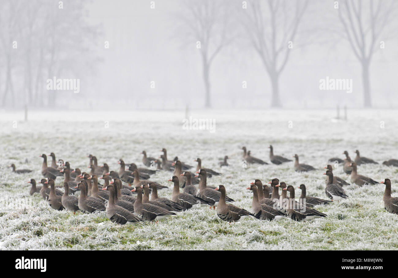 In Kolgans besneeuwd veld; maggiore bianco-fronteggiata oca in campo nevoso Foto Stock