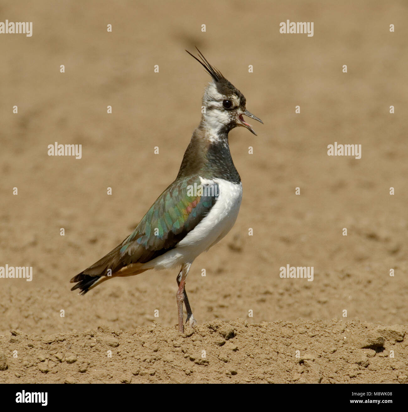 Kievit roepend; Pavoncella chiamando Foto Stock