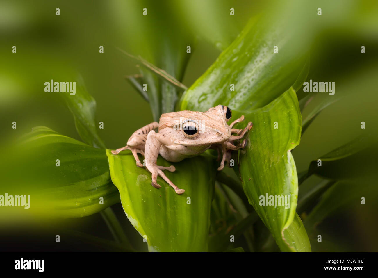 Adulto Borneo Eared rana su foglie verdi Foto Stock
