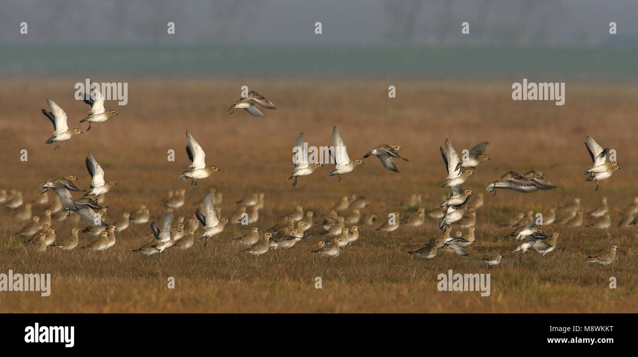 Goudplevier groep in vlucht; European Golden Plover gruppo in volo Foto Stock