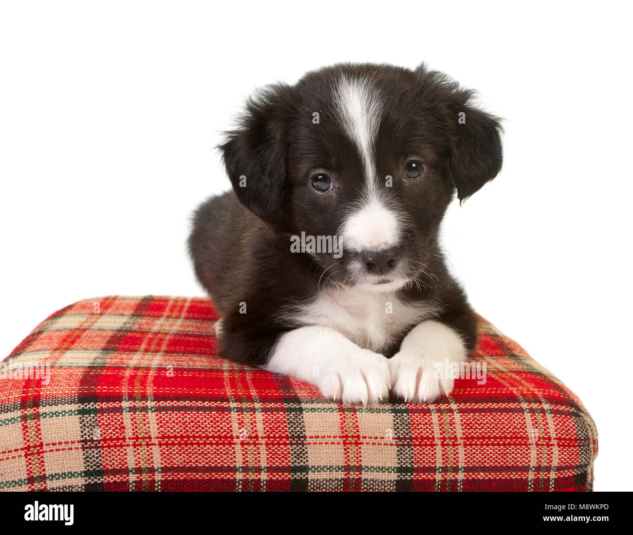 Carino di 5 settimane di età Border Collie cucciolo su un cuscino rosso Foto Stock