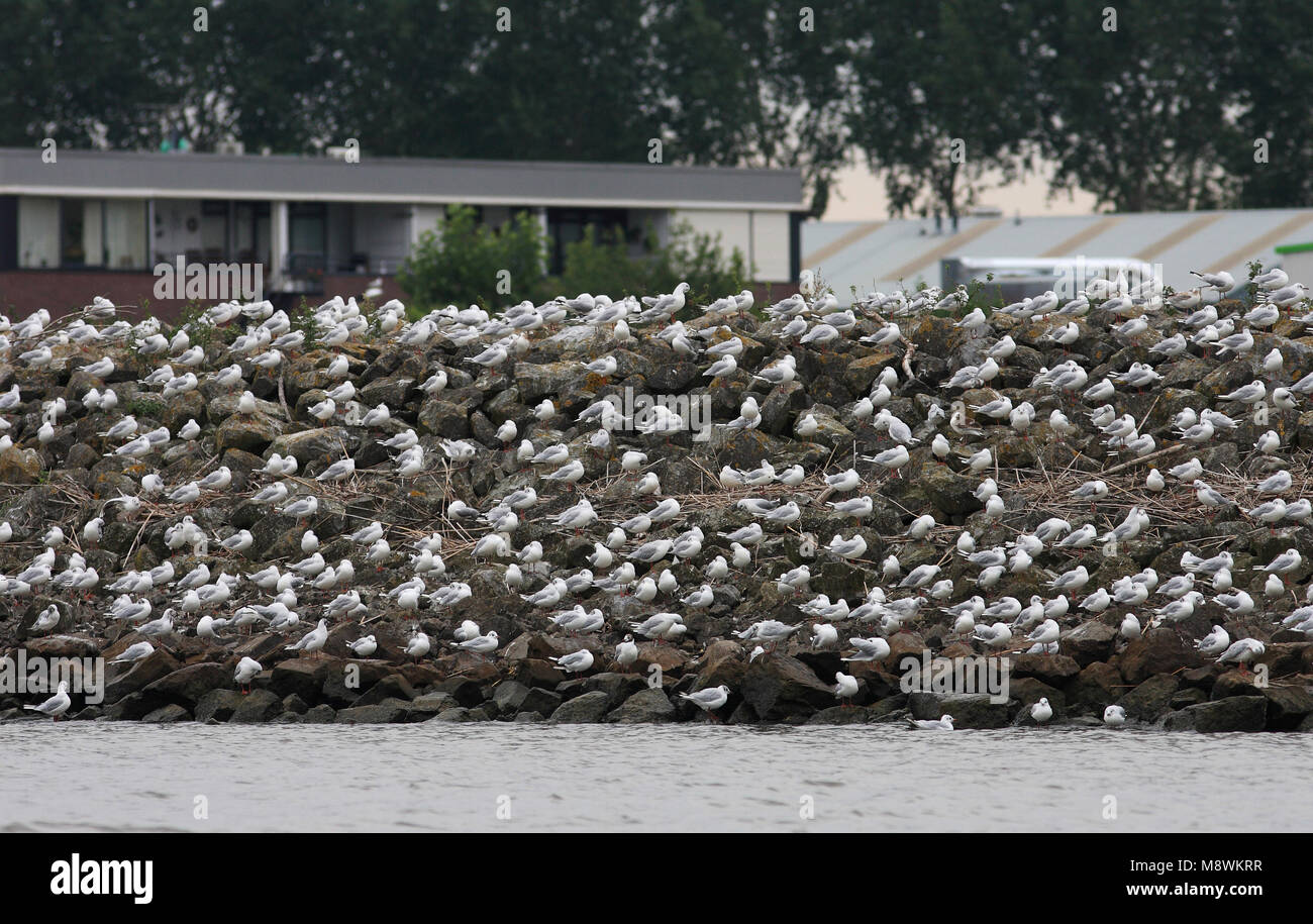 Buiten de broedtijd verzamelen zich grote groepen kokmeeuwen aan de rand van de stad. Foto Stock