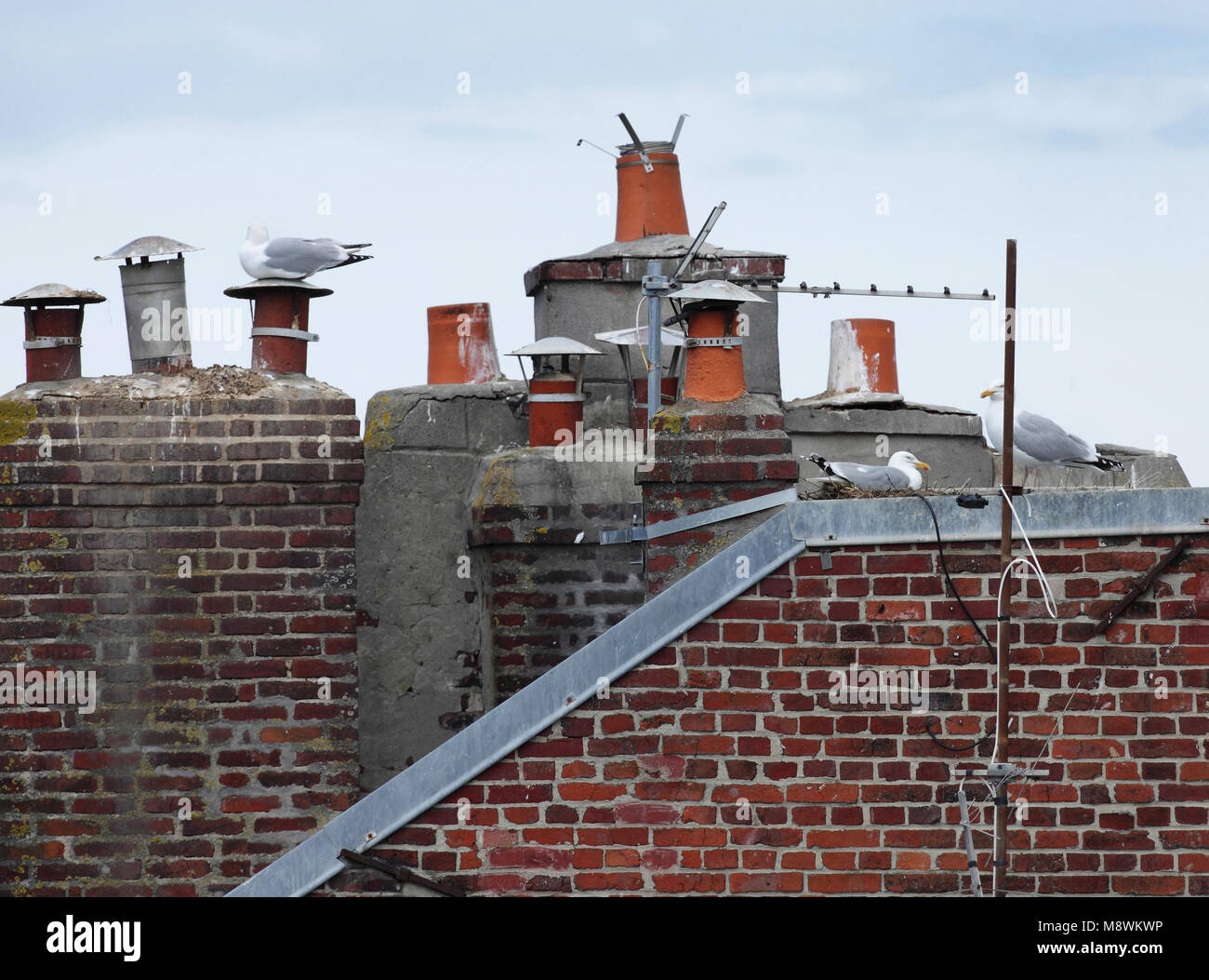 Zilvermeeuw broedend op dak, aringa Gull allevamento sul tetto Foto Stock