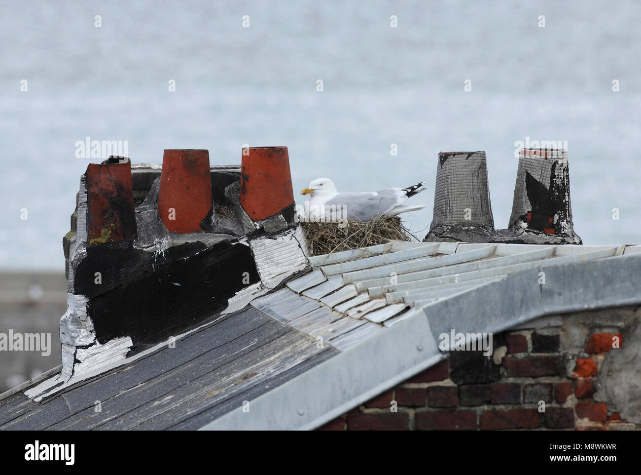 Zilvermeeuw broedend op dak, aringa Gull allevamento sul tetto Foto Stock