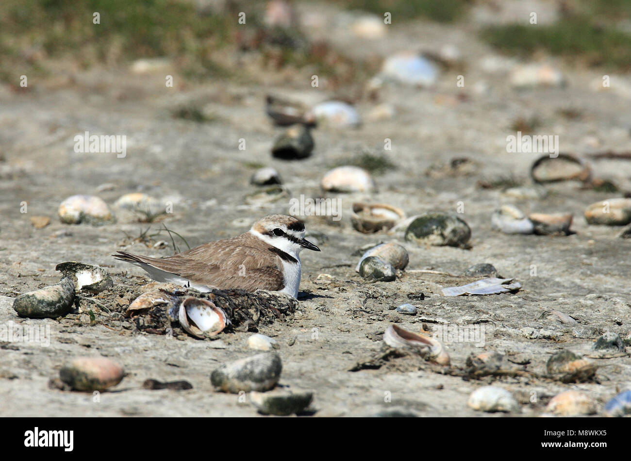 Strandplevier op het nest, omgeven muiltjes porta, exotische schelpen in het Deltagebied; Fratino sul suo nido. Foto Stock