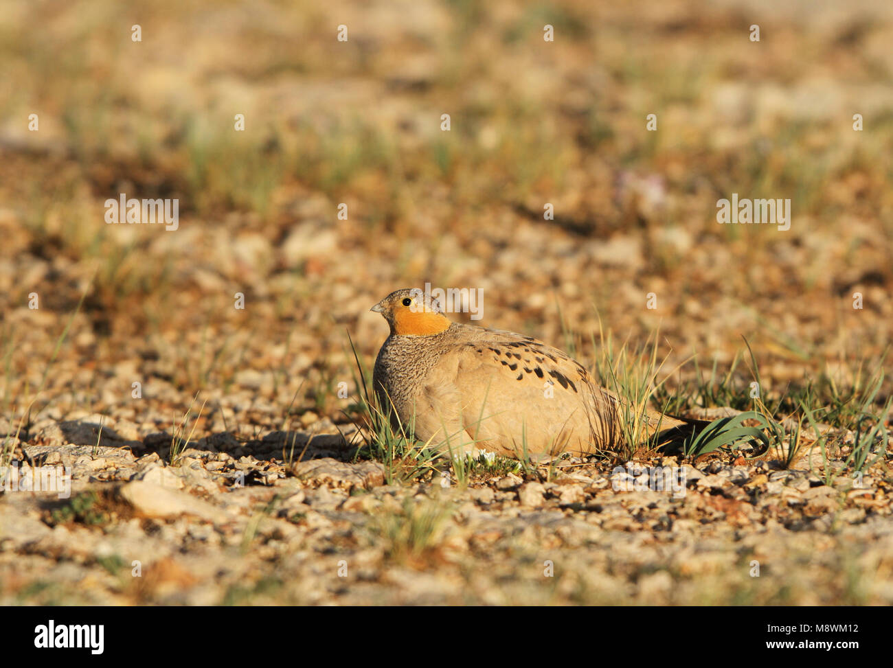 Tibetaans Steppehoen, Sandgrouse tibetano, Syrrhaptes tibetanus Foto Stock