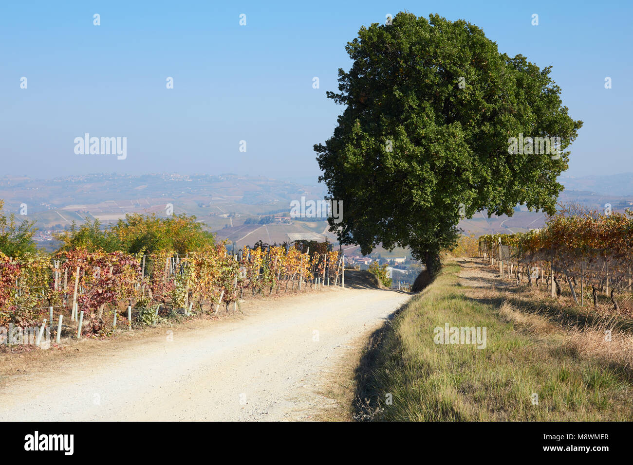 Percorso e il grande albero di quercia circondato da vigneti nella campagna in autunno, cielo blu in Italia Foto Stock