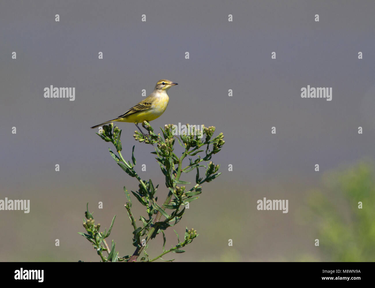 Engelse Gele Kwikstaart, Western Wagtail giallo Foto Stock