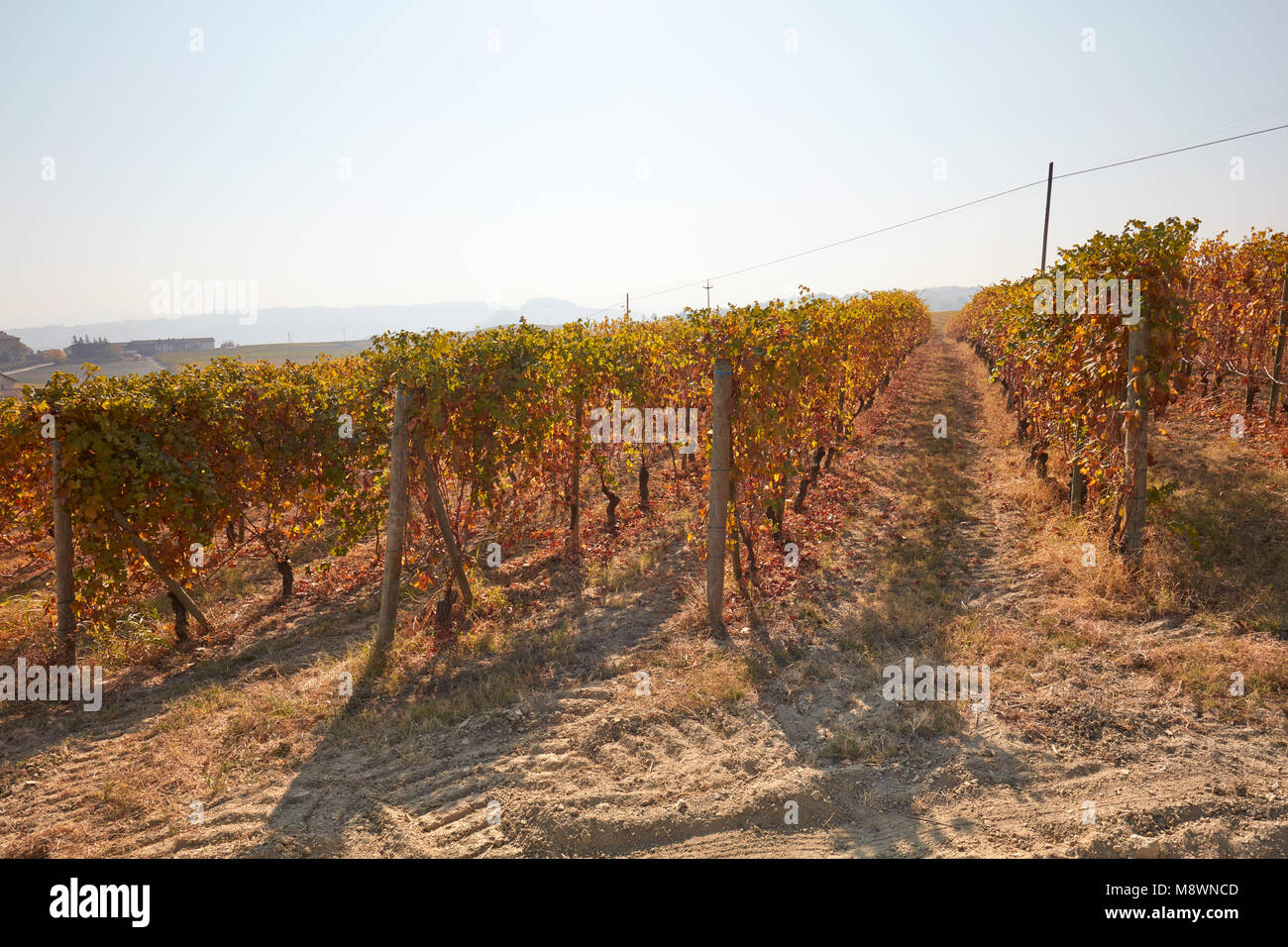 Vigneto in autunno con foglie di colore marrone in una giornata di sole Foto Stock