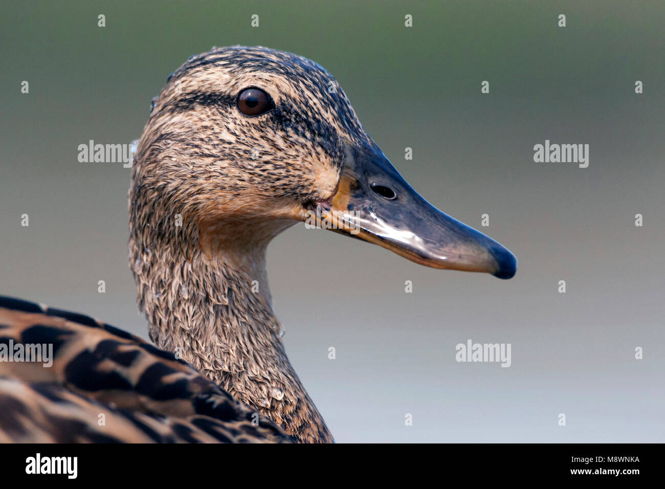 Wilde Eend vrouw portret, Germano reale ritratto femminile Foto Stock
